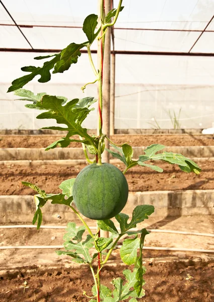 Die Wassermelone auf dem Gewächshaus — Stockfoto