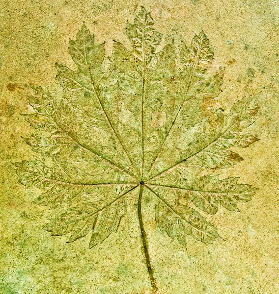 Avtryck av druva blad på cement golv bakgrund — Stockfoto