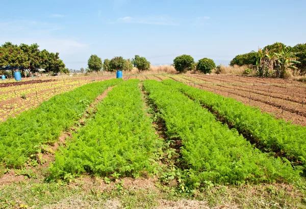 Le file di piante di carota che crescono in una fattoria con cielo blu — Foto Stock