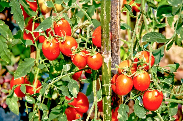 Zblízka čerstvých červených rajčat stále na rostlině — Stock fotografie