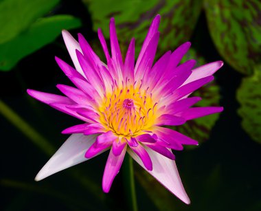 The Beautiful lotus on pond clipart