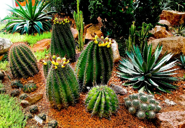 Kaktusen — Stockfoto