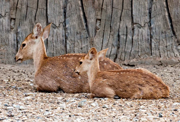 在动物园里的鹿家庭 — 图库照片