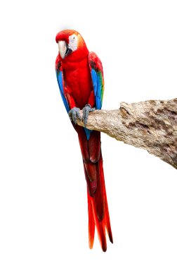 Beyaz arka plan üzerinde izole güzel Amerika papağanı