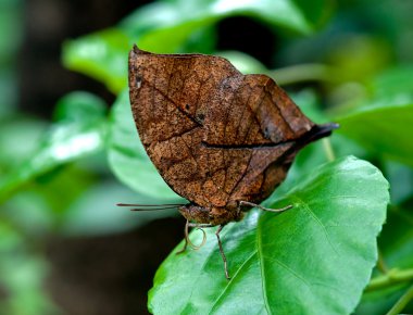 tatlı turuncu oakleaf kelebek