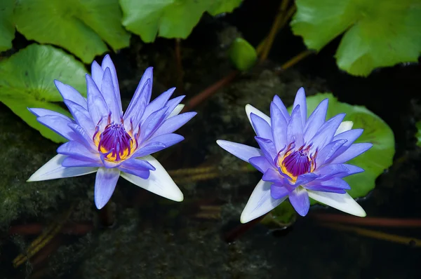 Güzel lotus gölet üzerinde — Stok fotoğraf
