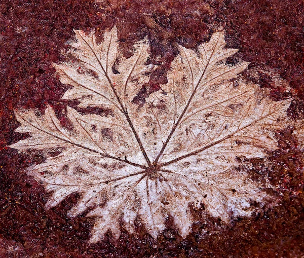 The Imprint leaf on cement floor — Zdjęcie stockowe