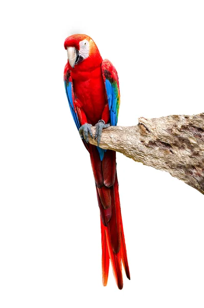 De prachtige macaw geïsoleerd op witte achtergrond — Stockfoto