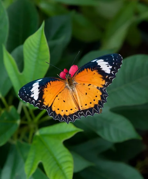Η πεταλούδα — Φωτογραφία Αρχείου