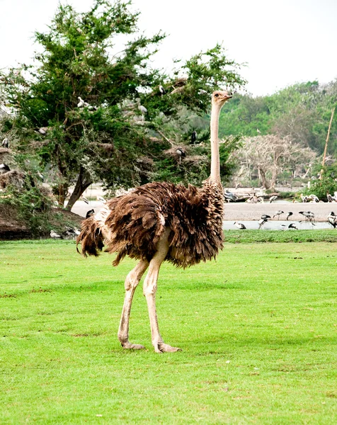 Struisvogel op groen gras in dierentuin — Stockfoto