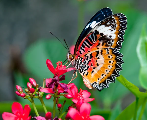 The Butterfly — Stock Photo, Image