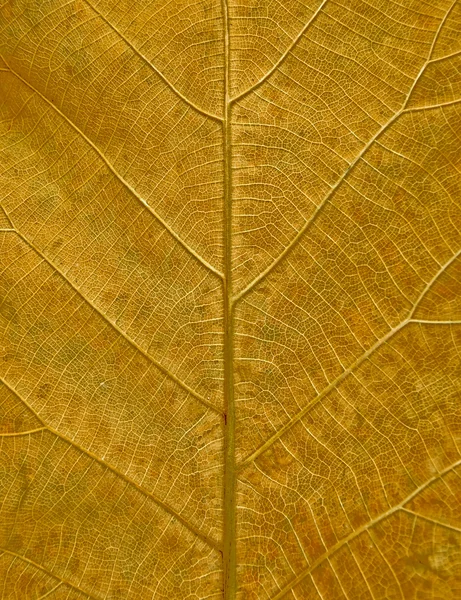La texture des feuilles style grunge — Photo