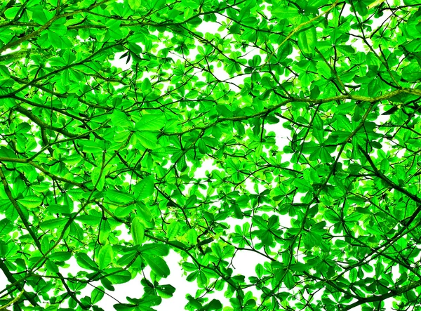 The Green leaves on sky background — Stock Photo, Image