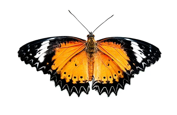 A borboleta isolada no fundo branco — Fotografia de Stock