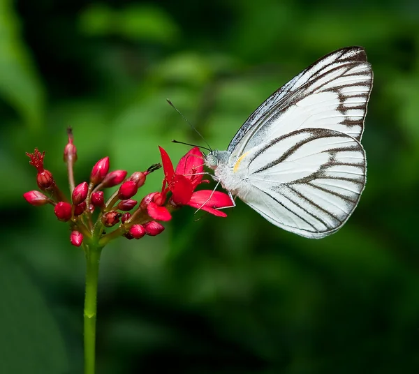 Der Schmetterling — Stockfoto