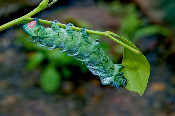 Їдять гусениця листя дерева — стокове фото