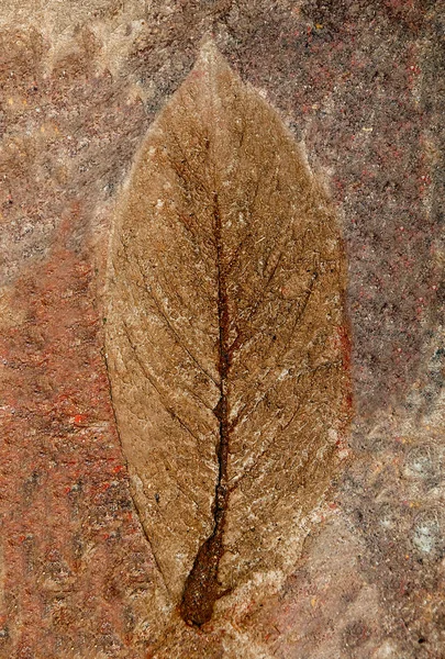 セメントの床の背景に葉の押印 — ストック写真