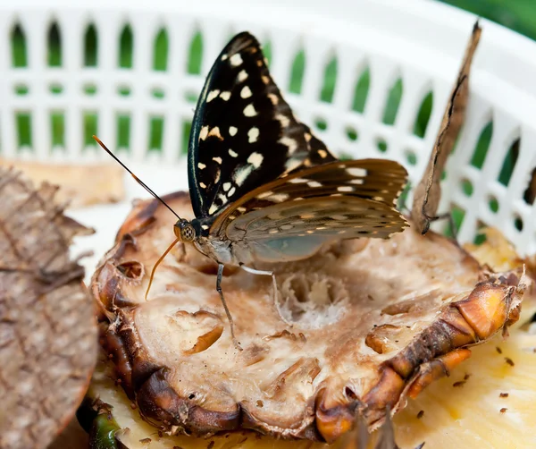 La mariposa comiendo piña — Foto de Stock