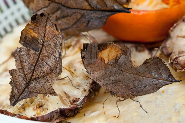 Fechar a borboleta de folha de carvalho laranja — Fotografia de Stock
