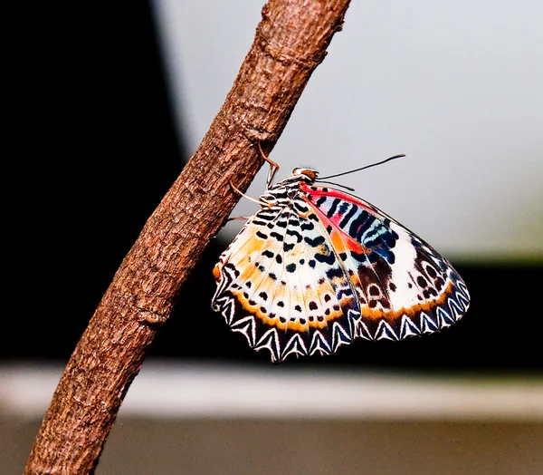 Η πεταλούδα — Φωτογραφία Αρχείου