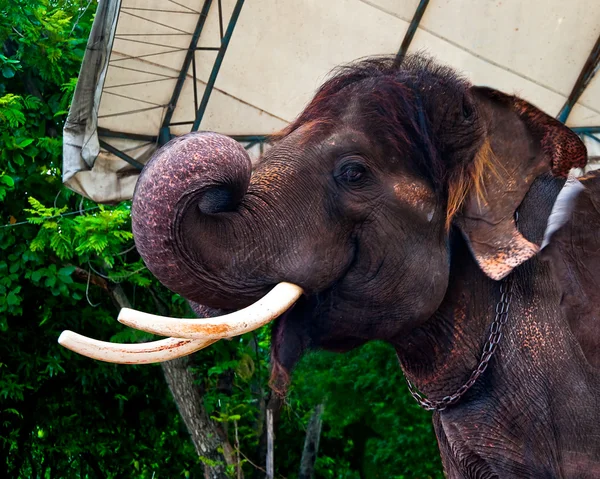 Stor elefant i zoo — Stockfoto