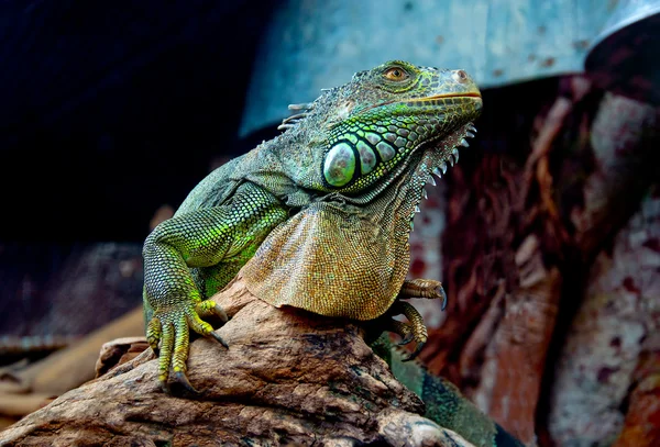 Iguana verde nello zoo — Foto Stock