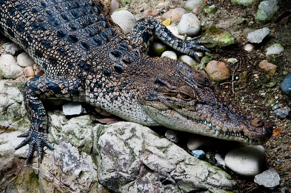 Das Krokodil — Stockfoto