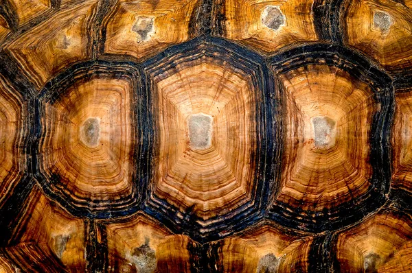 Vista de perto da textura hexagonal de uma concha de tartaruga — Fotografia de Stock