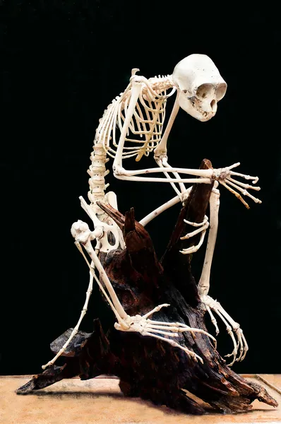 Скелет обезьяны на черном фоне — стоковое фото