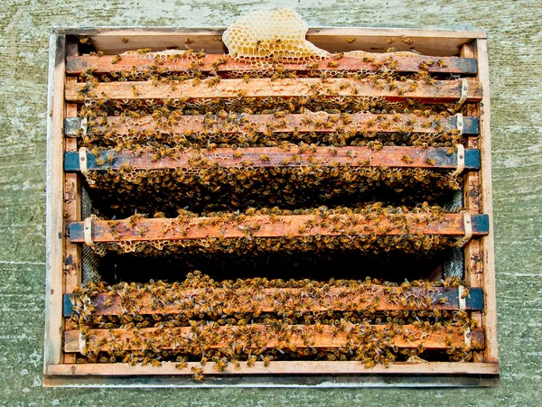 Beaucoup d'abeilles dans la ruche — Photo
