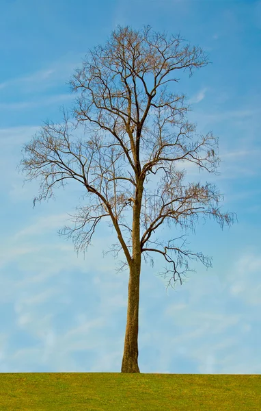 Un albero su sfondo cielo blu — Foto Stock