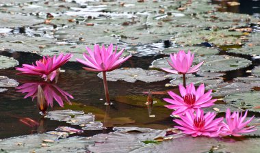 pembe lotus gölet üzerinde