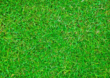 The Green grass background texture clipart