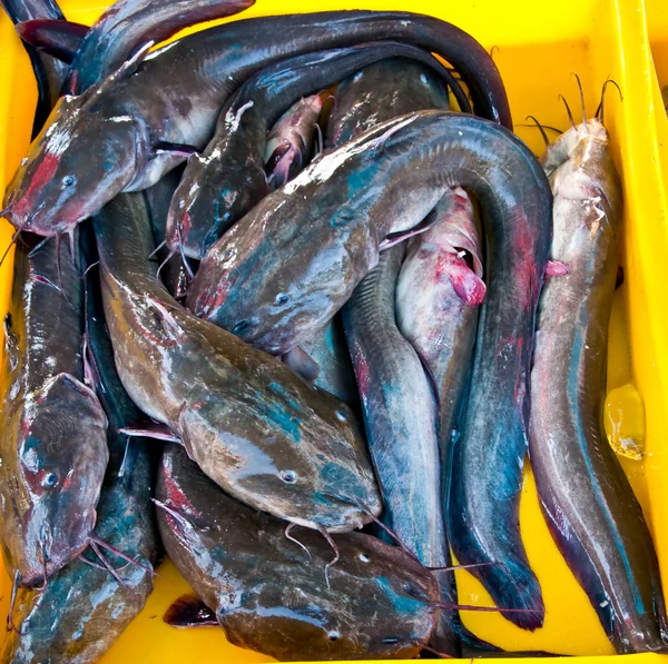 바다에서 Catfishs — 스톡 사진