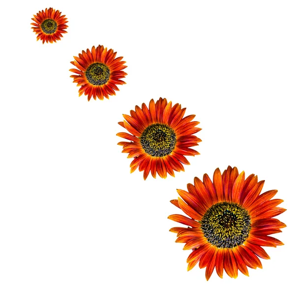 Sunflower isolerad på vit bakgrund — Stockfoto