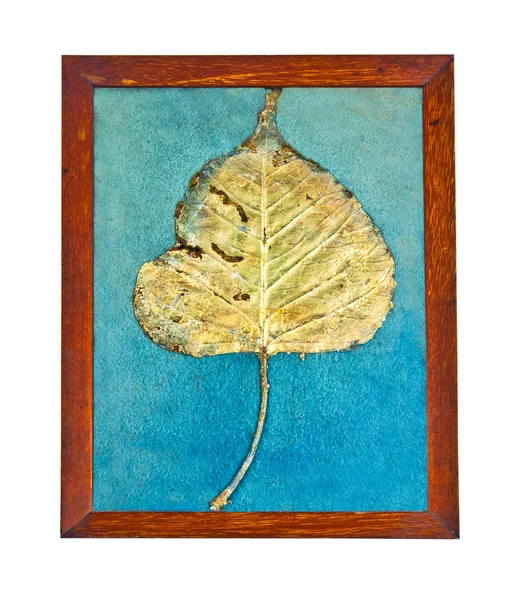 The Bodhi or Peepal Leaf from the Bodhi tree at india since 50 year ago — Stock Photo, Image