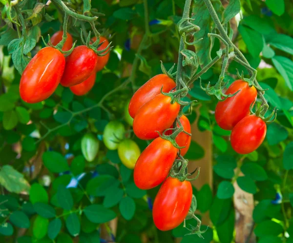 Close up de tomates vermelhos frescos ainda na planta — Fotografia de Stock