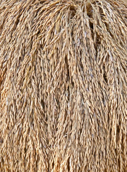 O arroz paddy colhido sendo seco — Fotografia de Stock