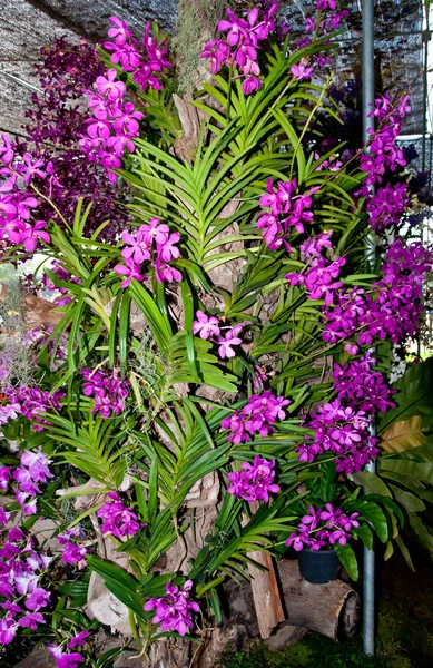 Den vackra lila orkidé, Phalaenopsis hybrider — Stockfoto
