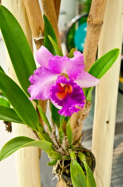 A bela orquídea roxa — Fotografia de Stock