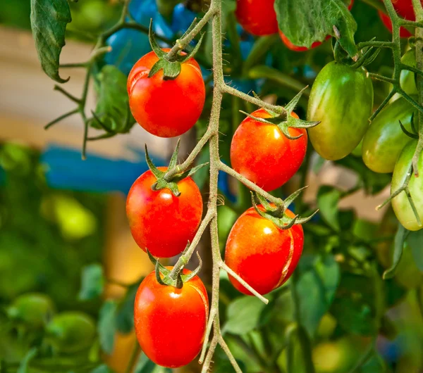 Close up de tomates vermelhos frescos ainda na planta — Fotografia de Stock