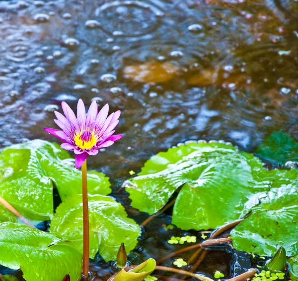 De prachtige lotus op de vijver — Stockfoto