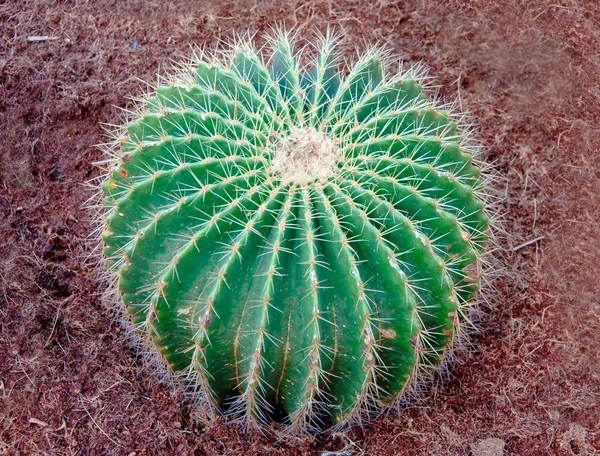 Närbild av gyllene fat kaktus på smutsa bakgrund — Stockfoto
