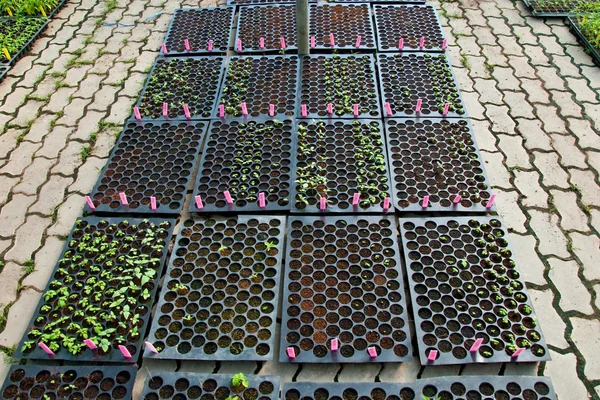 Växterna i växthuset — Stockfoto