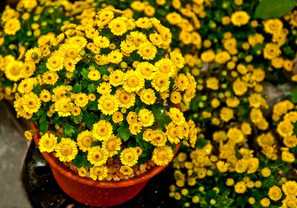 Die gelbe Gänseblümchenblume im Topf — Stockfoto