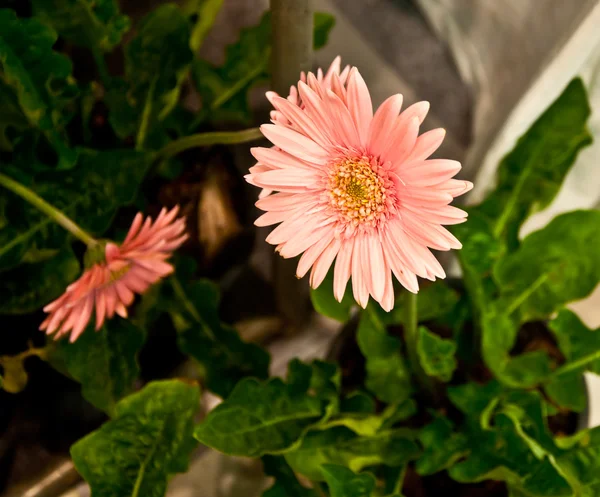 可爱的粉色非洲菊花卉 — 图库照片