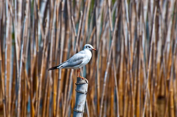 Bambu deniz boyunca üzerinde durabilen eylem martı kuşu — Stok fotoğraf