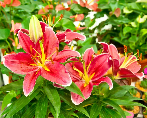 Il bellissimo fiore di Red Lilly — Foto Stock