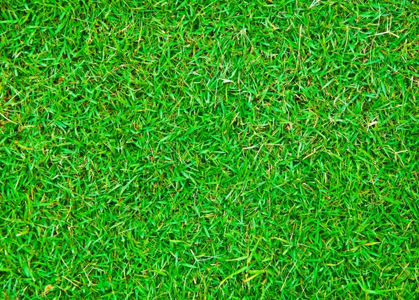 Yeşil çim arka plan dokusu — Stok fotoğraf