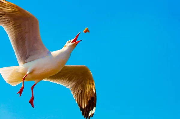 Il gabbiano che vola per nutrire un po 'scoppiettante su sfondo cielo blu — Foto Stock